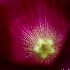 © Elliot Barnathan PhotoID# 14586857: Hawaiian Flowers 8