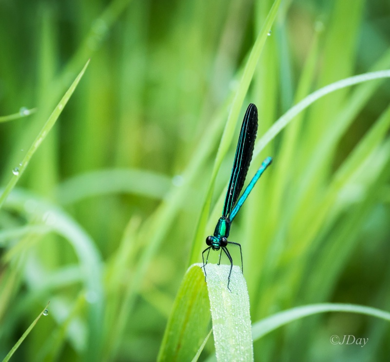 Damselfly