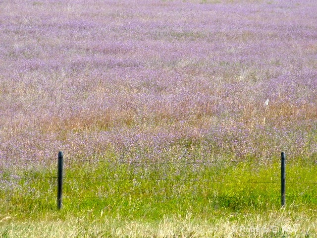 purple fields of majesty