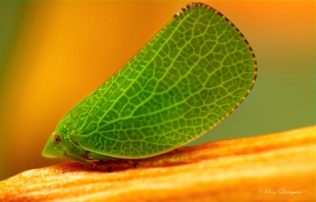 Leaf Hopper