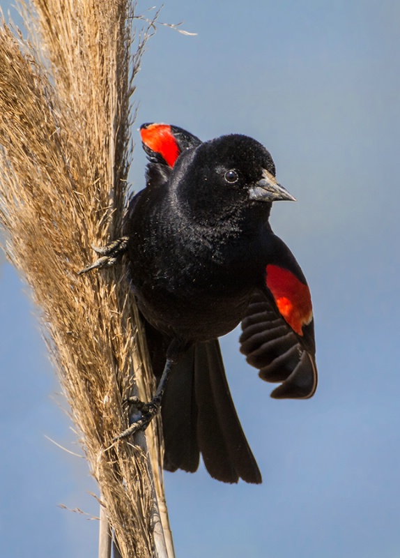 Red Winged Blackbird    