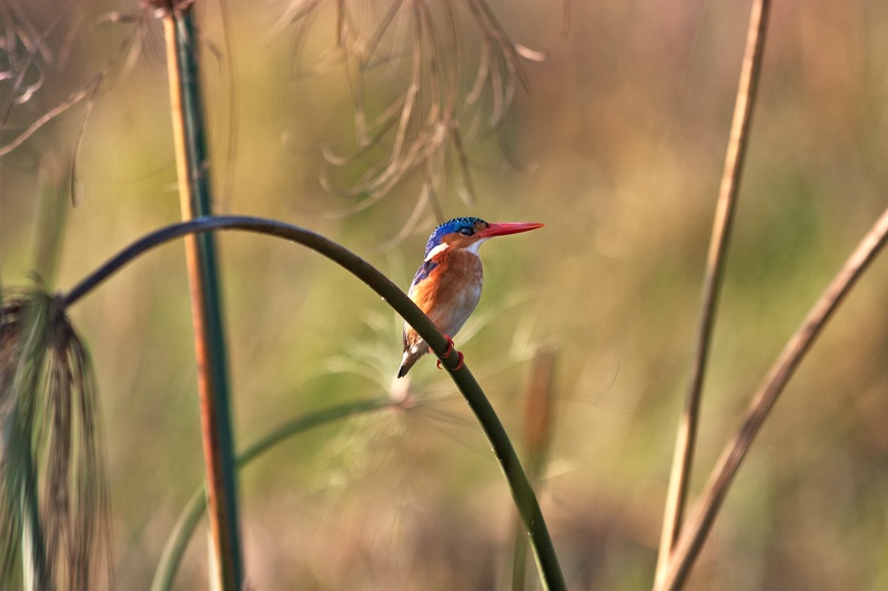 Within the Reeds