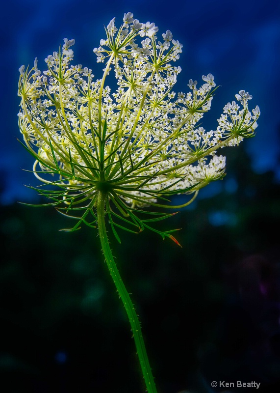 Flower and Lace