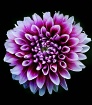 Purple Reigns
