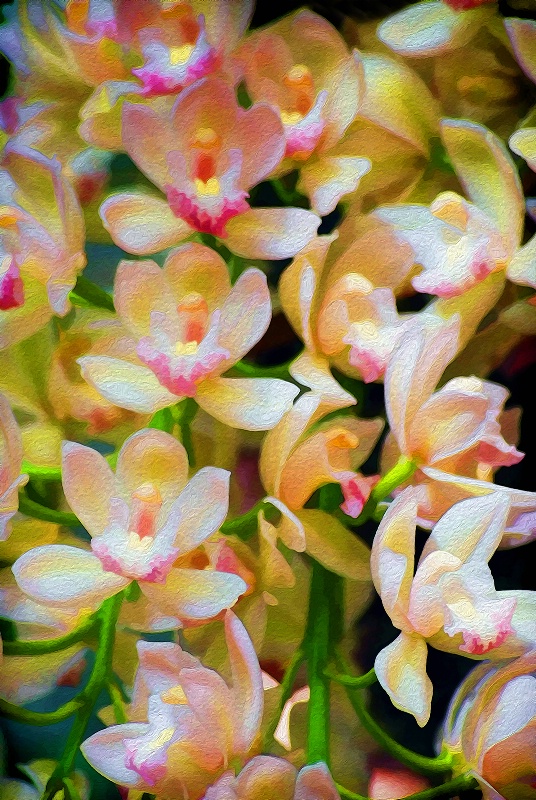 Orchids, Orchids and More Orchids