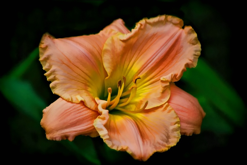 Bright Coral Daylily