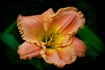 Bright Coral Dayl...