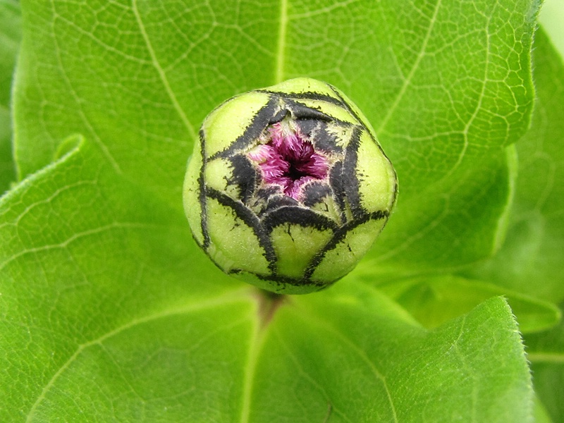 Zinnia Bud