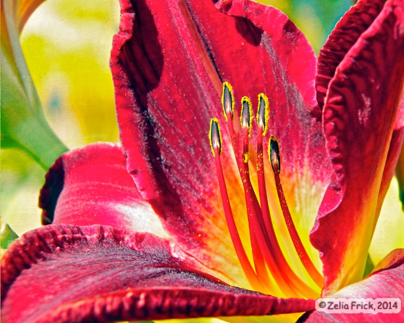 Red Fleur-de-lis - ID: 14587961 © Zelia F. Frick