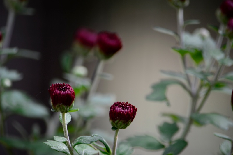 Mums in Bloom