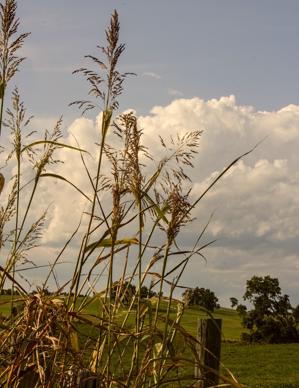 through the grasses