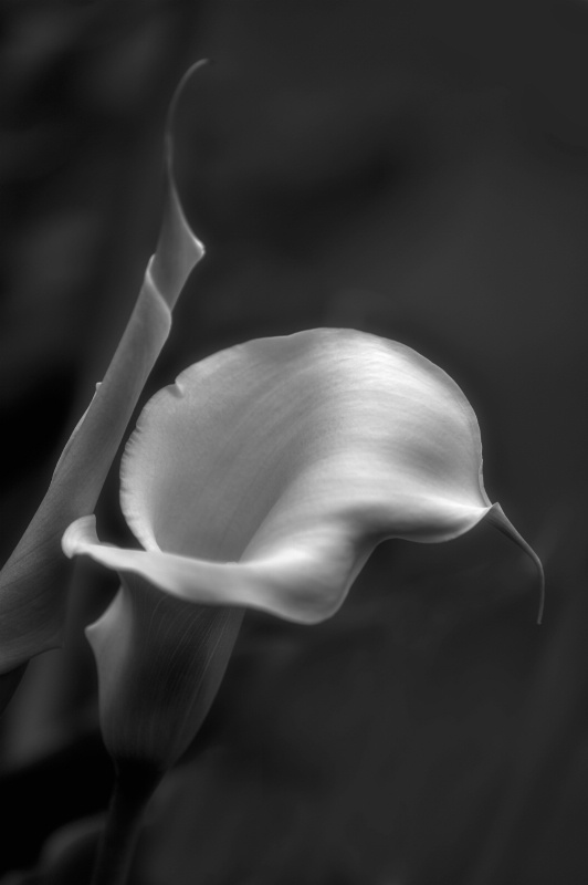 Calla