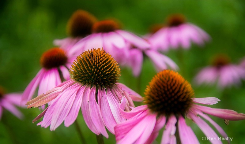 Wild Cones