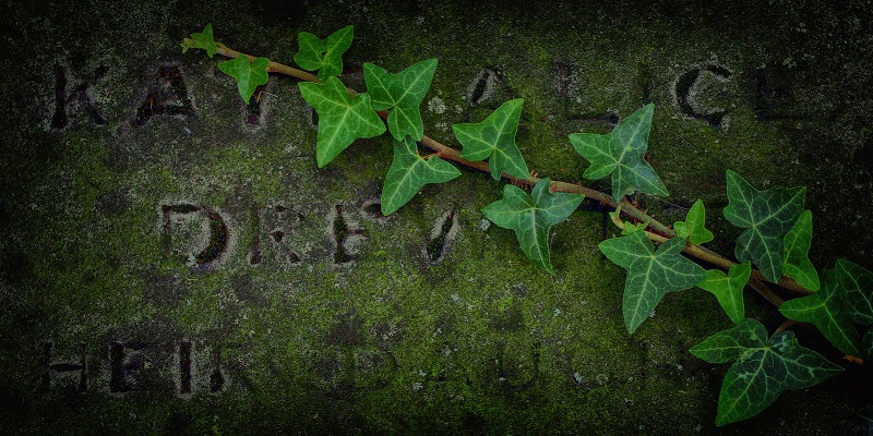 Ivy on my headstone