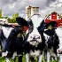 © Sheila Babbie PhotoID # 14588801: Heifers!