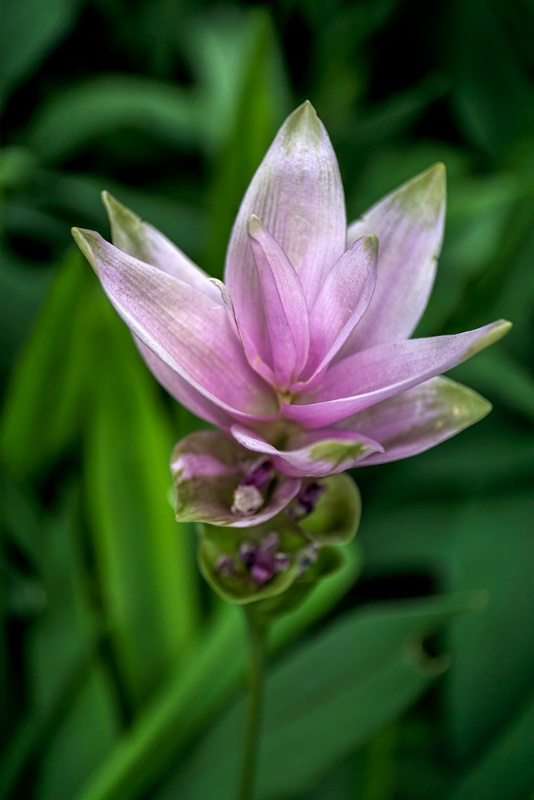Siam Tulip
