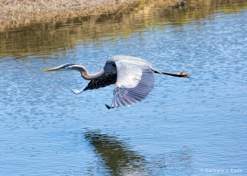 Flying Blue Heron