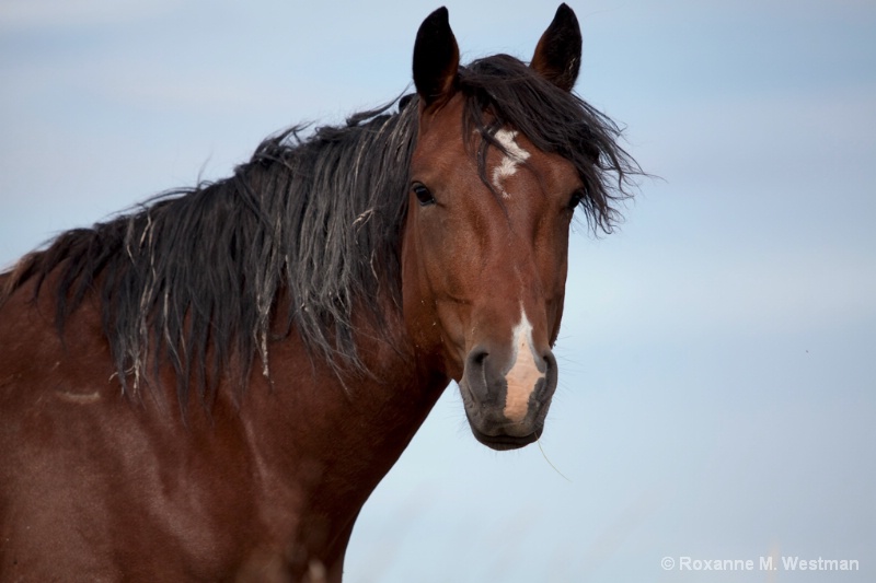 Bay mare looking at me - ID: 14589051 © Roxanne M. Westman