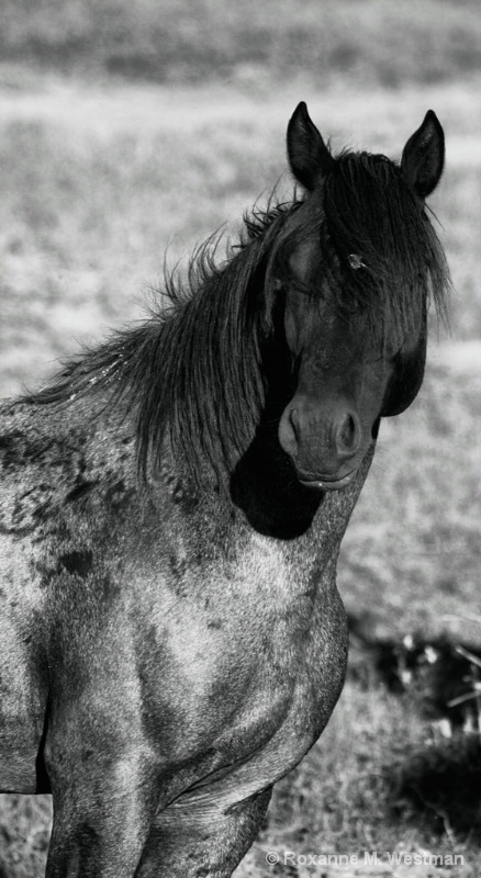 Dark Gray stallion - ID: 14589056 © Roxanne M. Westman