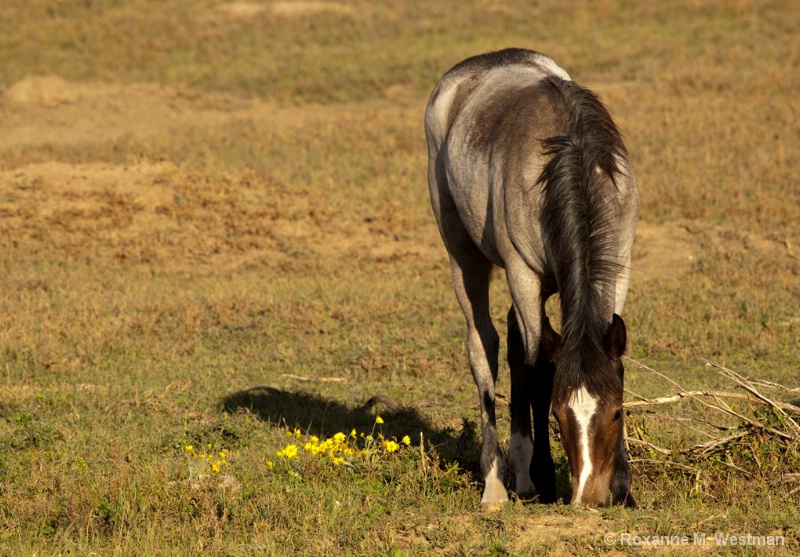 Roan foal - ID: 14589057 © Roxanne M. Westman