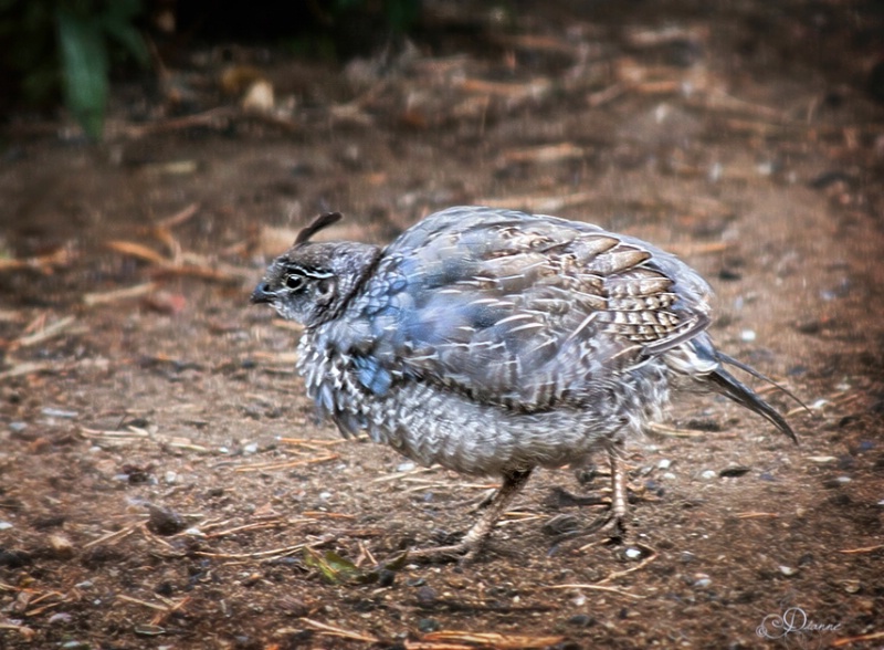 Baby Quail