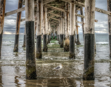Seagull Under the Pier