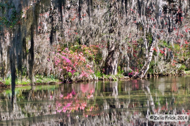 Reflections of Magnolia Swamp
