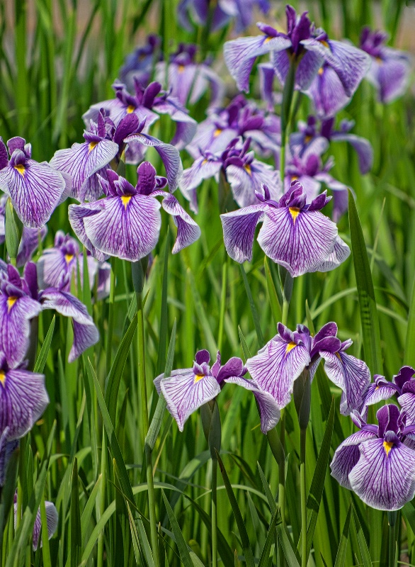 Field of Purple