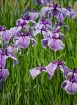 Field of Purple