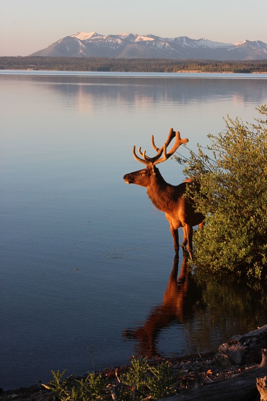 Yellowstone Sunrise - ID: 14589393 © Tammy M. Anderson