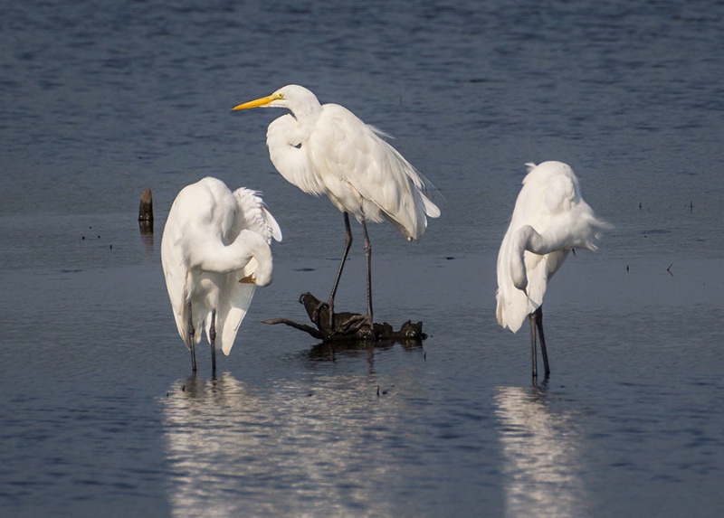 Egret Trio    