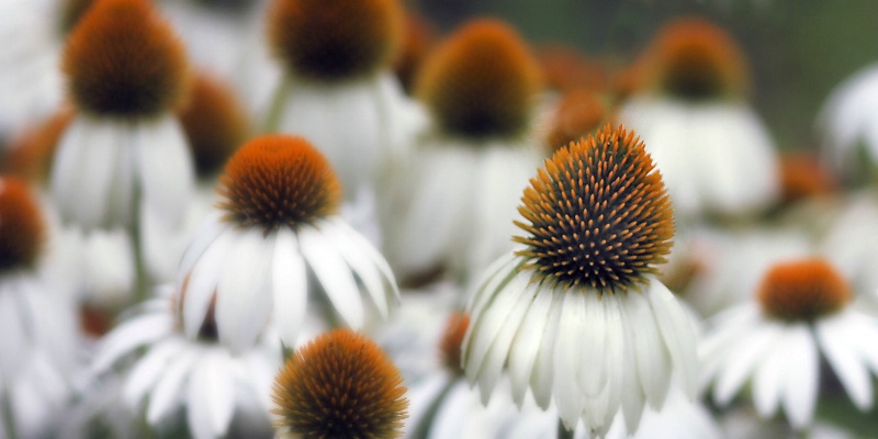 coneflower garden