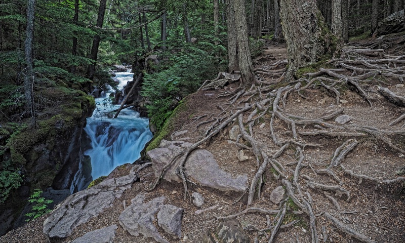 Trail to Avalanche Lake