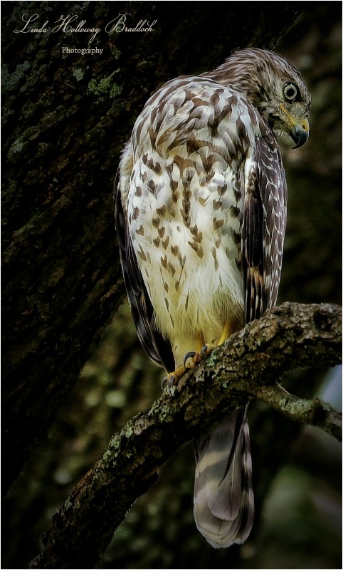 Cooper's Hawk