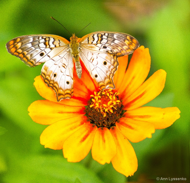 White Peacock Yellow Flower