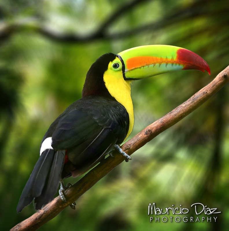 Toucan - ID: 14589888 © Mauricio Diaz