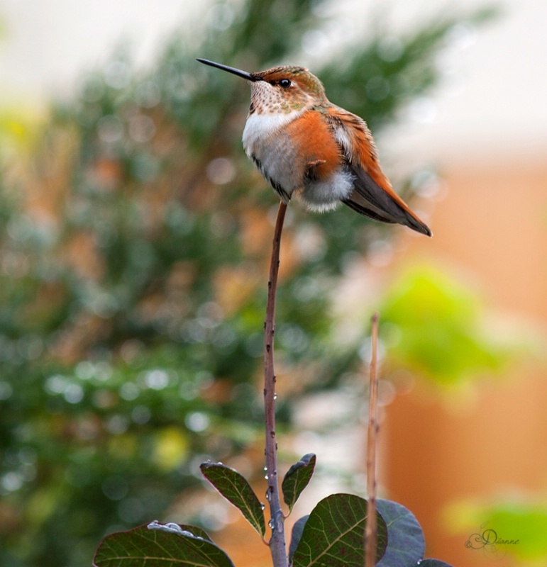 Rufous Hummingbird