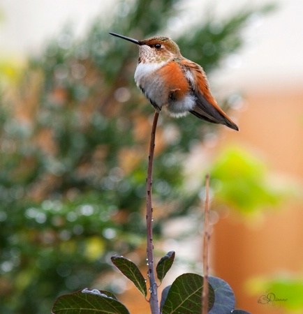 Rufous Hummingbird
