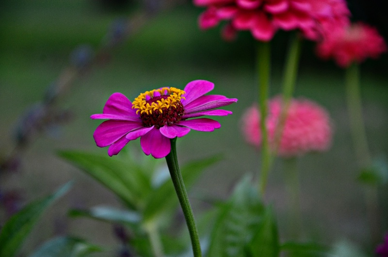 The Queen of the Garden