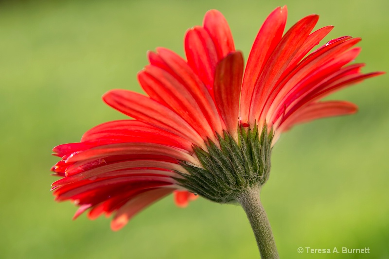 Gerbera