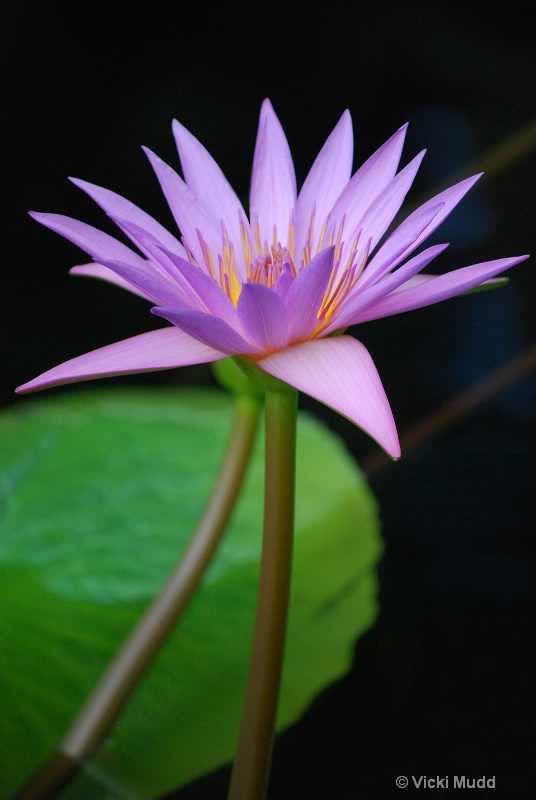 Lavender Beauty