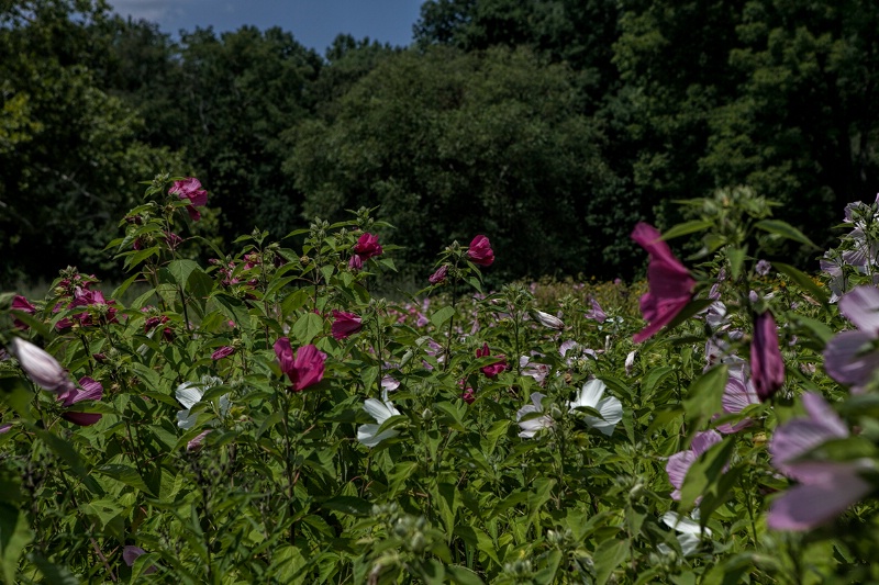 The Meadow's Edge