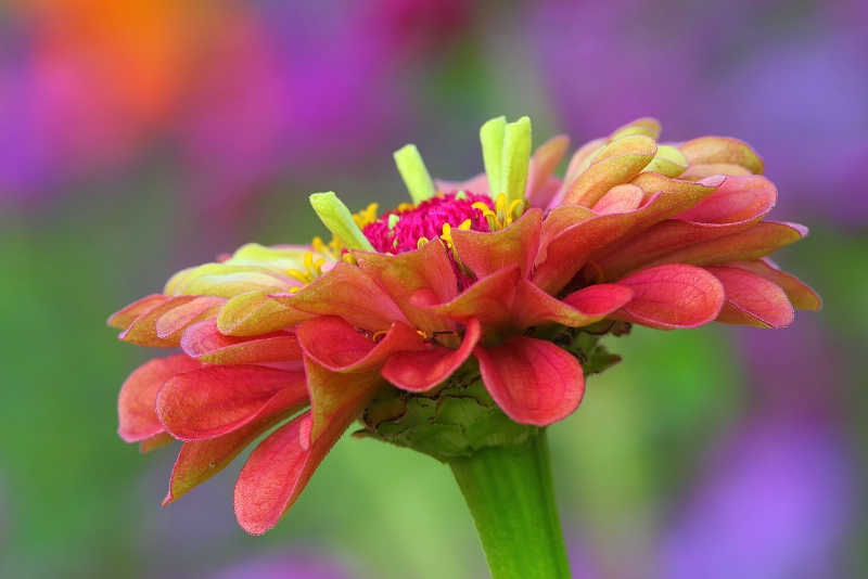 Colorful Zinna