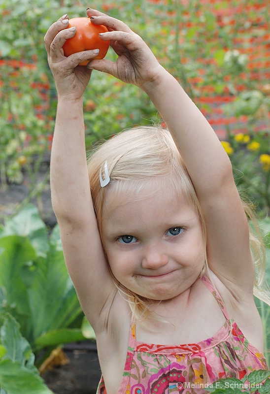 Homegrown Tomato