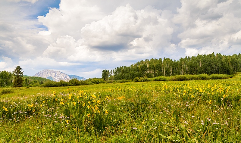 Field Of Flowers