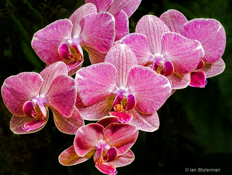 Eyefull of Orchids