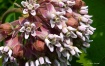 Milkweed