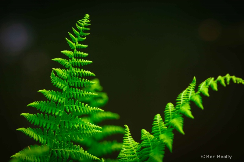 Fern Detail