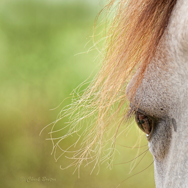 Watchful 