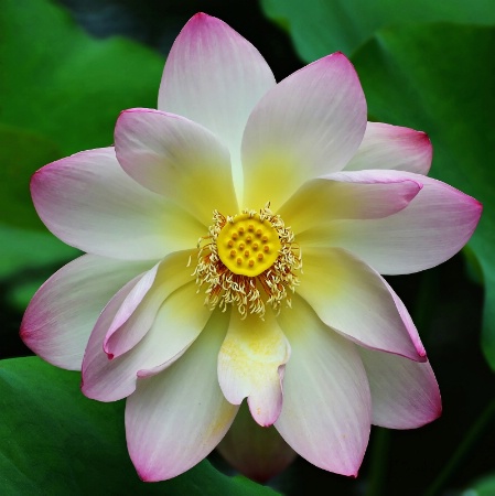 Lotus Blossom 2